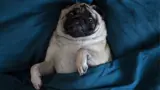 Pug relaxing in blue bedding. 
