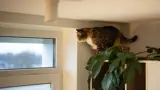 Cat on top of a shelf looking out a window.