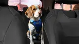 Dog in a harness in the back seat of a car.