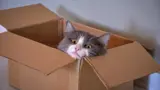 Cat resting in a box with its head resting on the side.