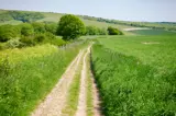 Greenery of the South Downs, Sussex, near Burgess Hill.